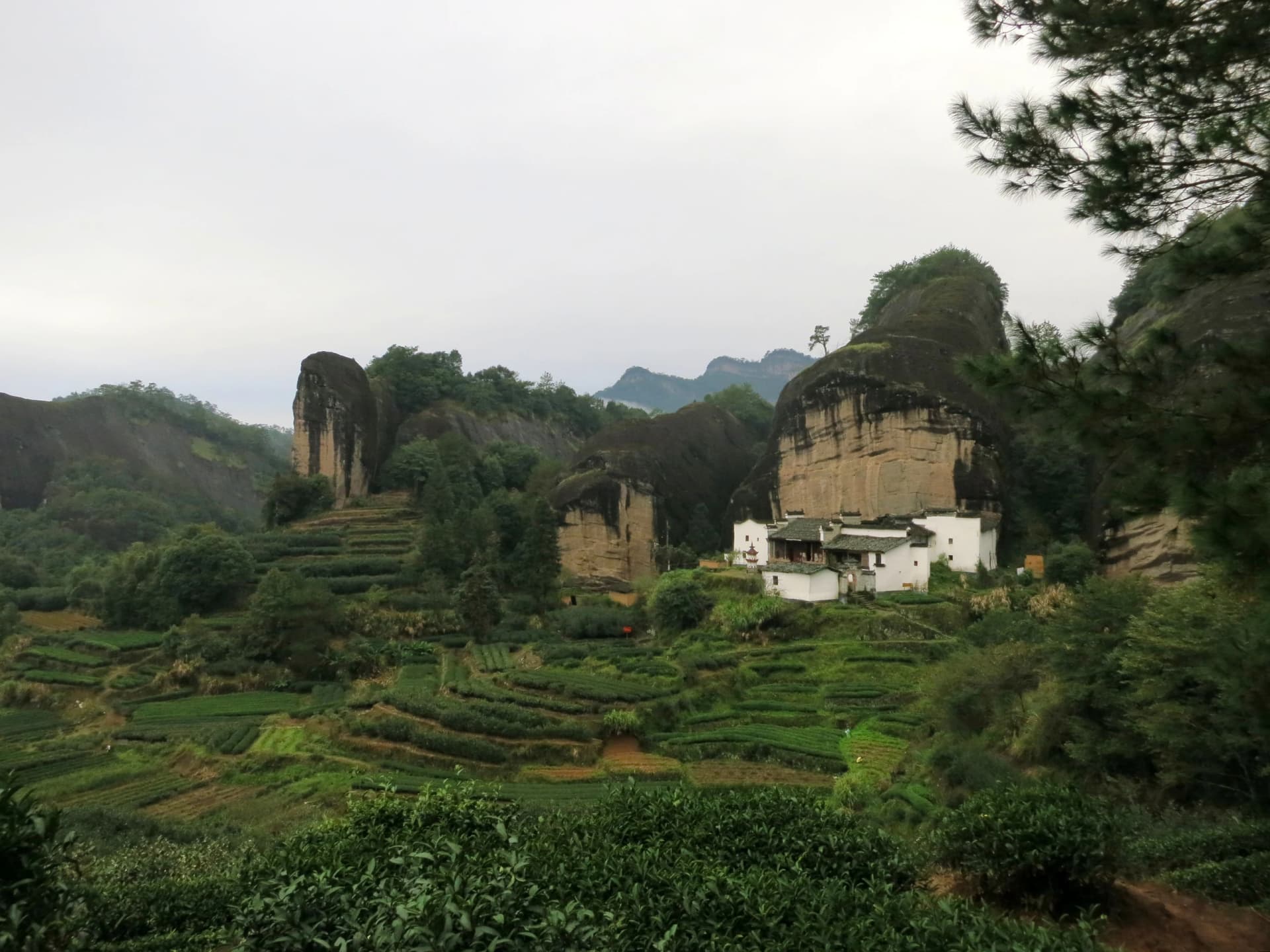 Tea plots and cliff landscape at Matouyan in Wuyishan