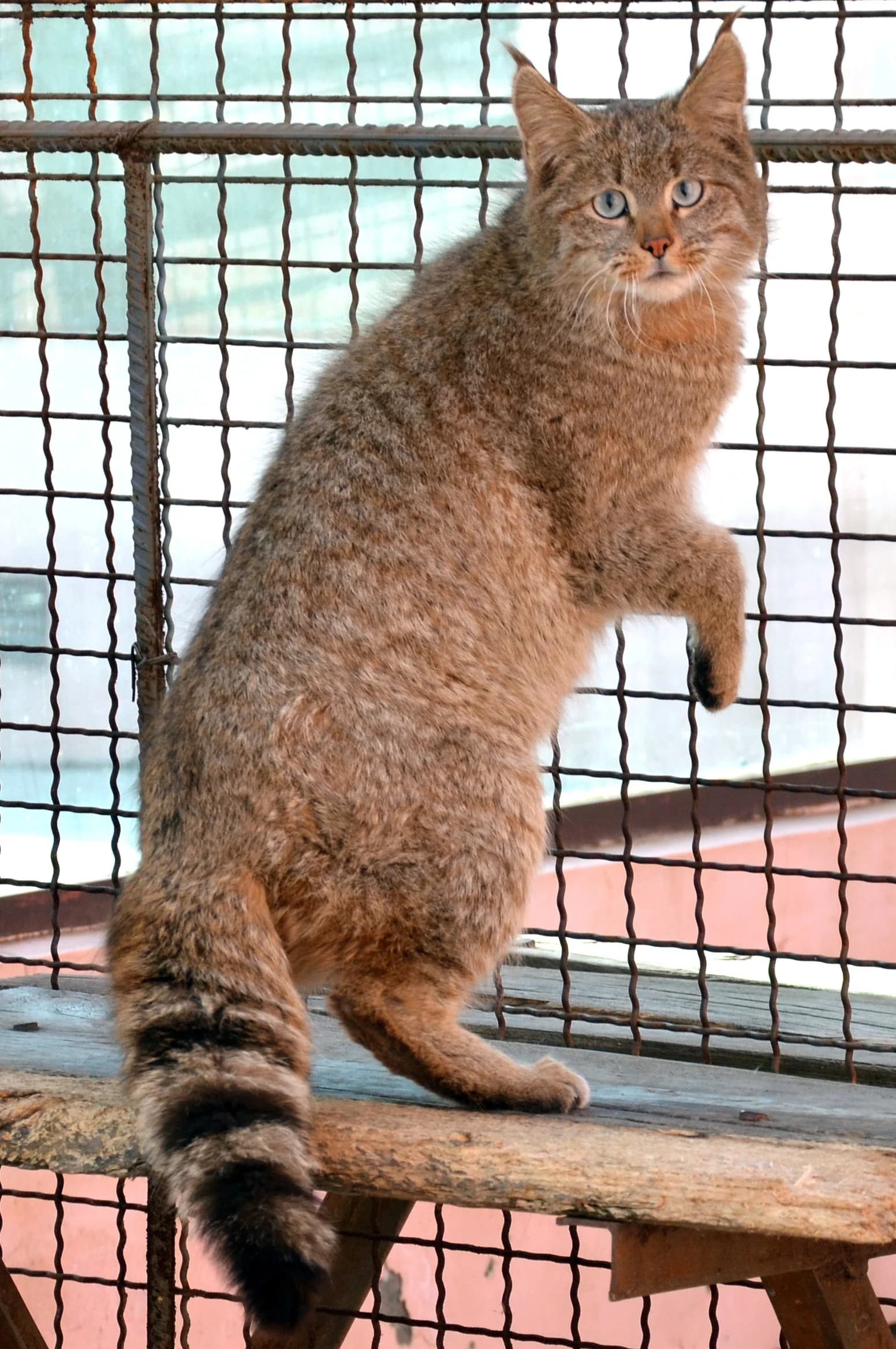 Plateau Wildlife Zoo