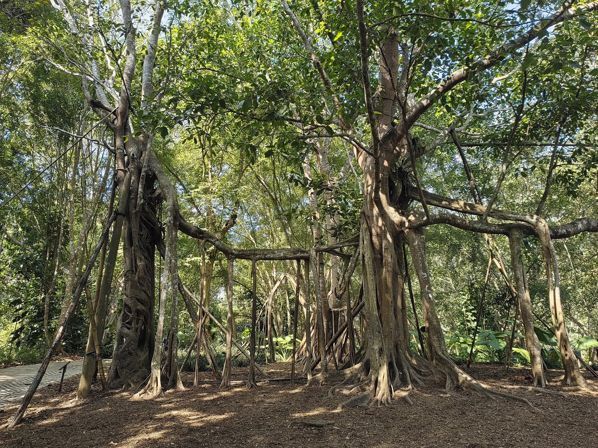 Xishuangbanna Tropical Botanical Garden