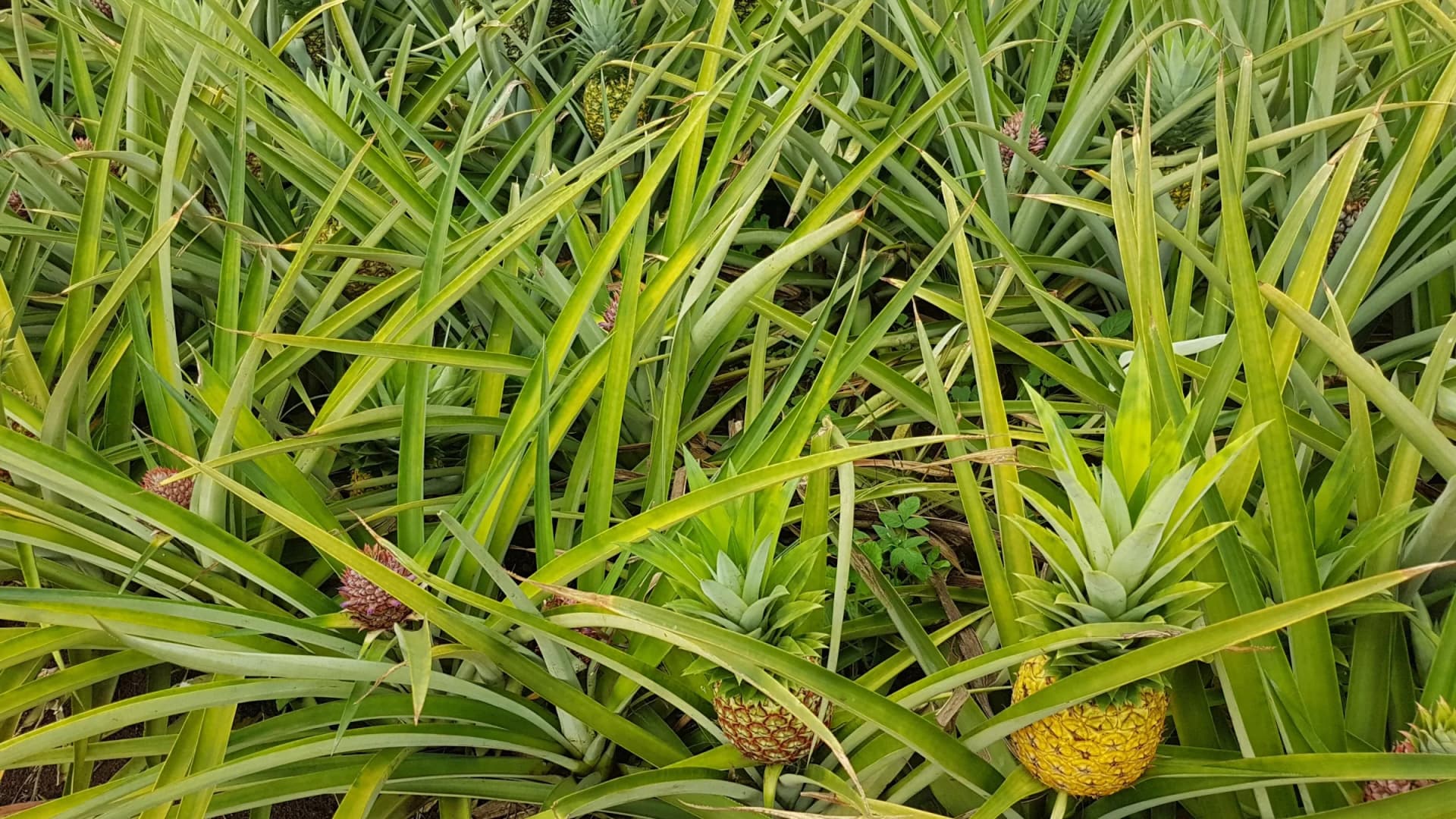 Sea of Pineapples