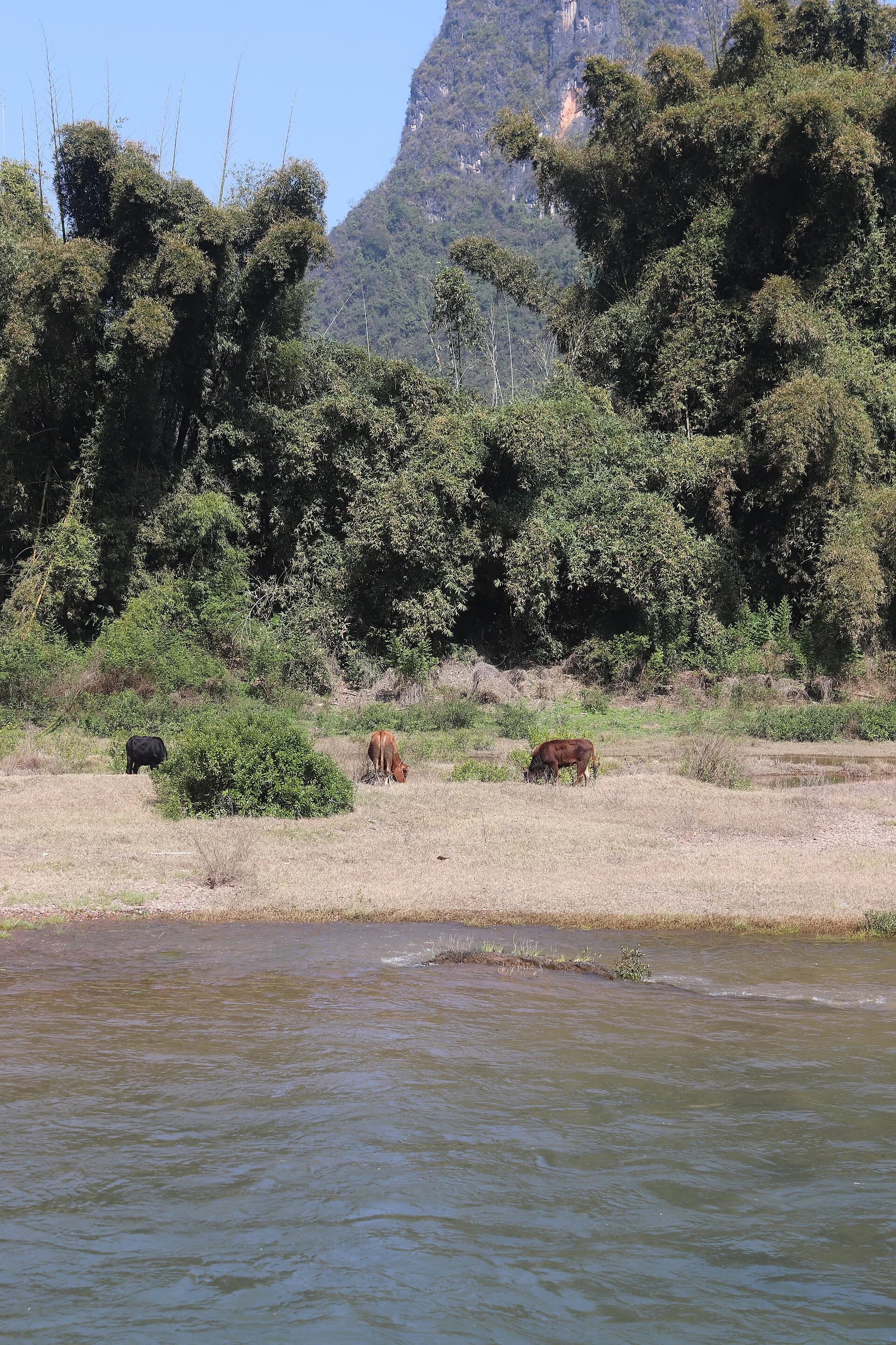 Ganado junto a una orilla tranquila del río Li y picos kársticos cerca de Xingping