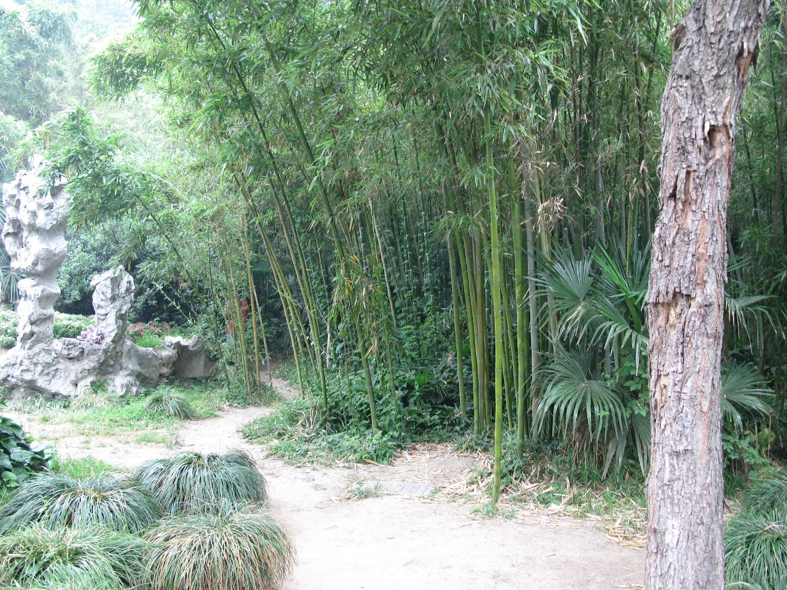Bambú y roca junto a un sendero de Slender West Lake