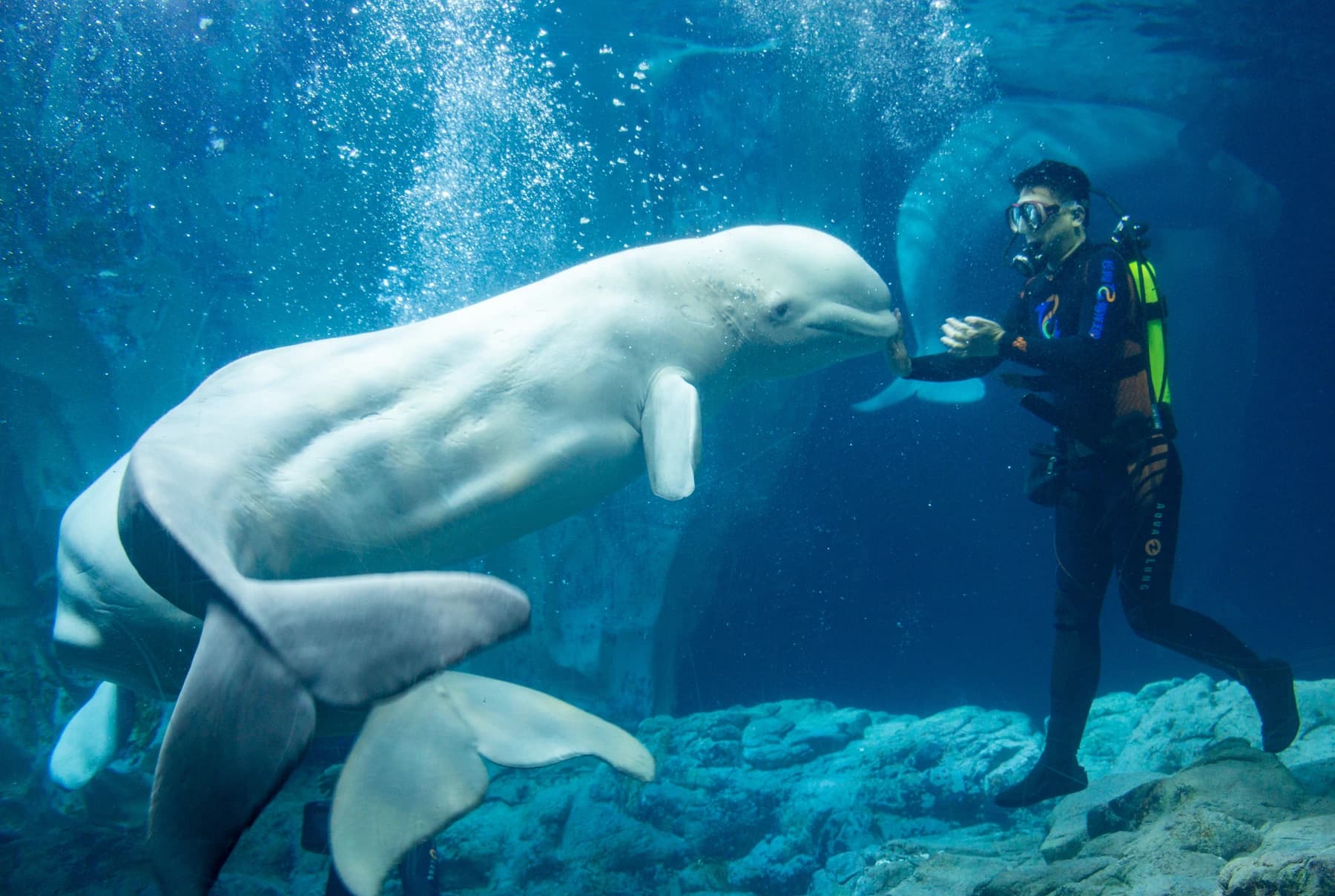 Plaza concurrida con una escultura de tiburón ballena en Ocean Kingdom