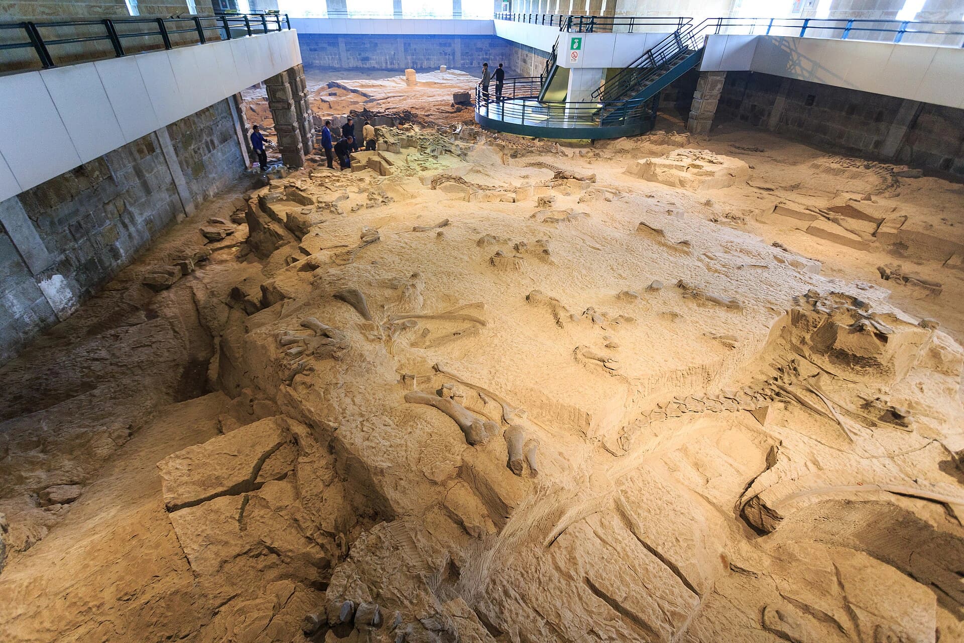 In-situ dinosaur fossil bed viewed from the museum gallery