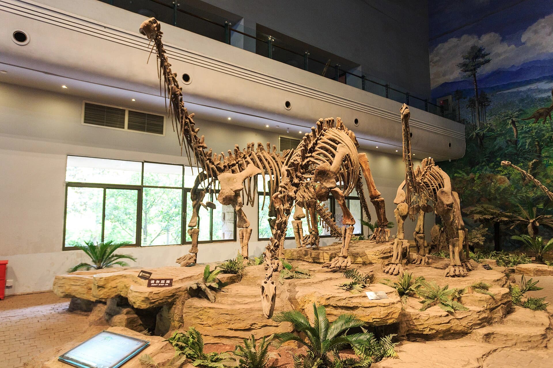 Mounted Shunosaurus skeleton displayed inside Zigong Dinosaur Museum